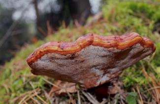 Grzyb Reishi