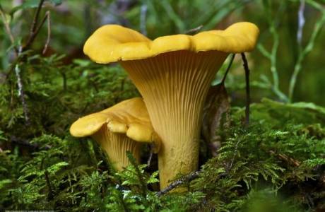 Como congelar chanterelles durante o inverno