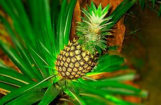 Evde ananas büyümeye nasıl