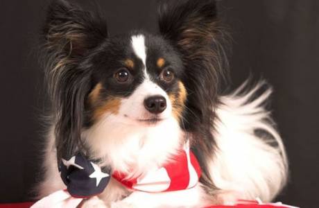 Papillon