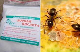Kyselina boritá proti mravcom v záhrade