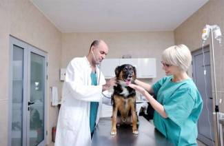 5 najlepších veterinárnych kliník v Moskve
