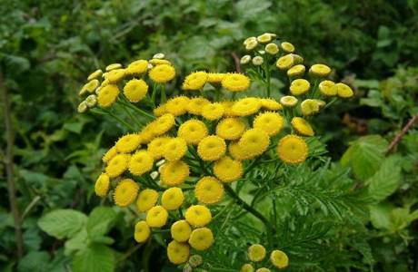 Propiedades útiles y contraindicaciones tansy