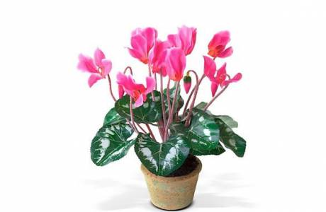 Cyclamen - domáca starostlivosť