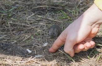 Síntomas y tratamiento de la fiebre del ratón.