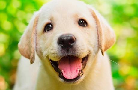 Como remover vermes em um cachorro