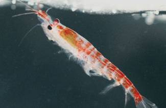 Čo je krill