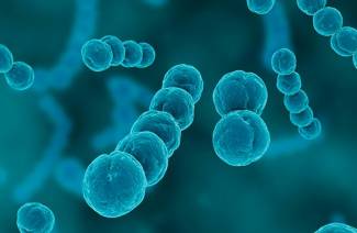 Streptococcus grupa A.