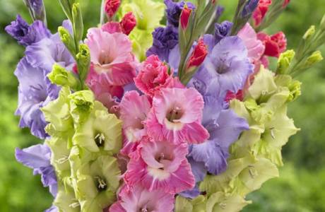 Gladiolus - výsadba a starostlivosť na otvorenom priestranstve