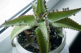 Liečivé vlastnosti Kalanchoe