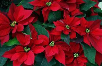 Poinsetia - opieka domowa