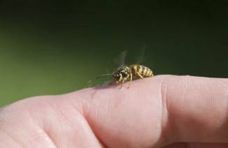 Wasp Sting - prvá pomoc