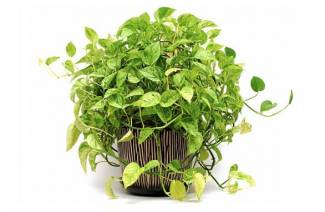 Scindapsus