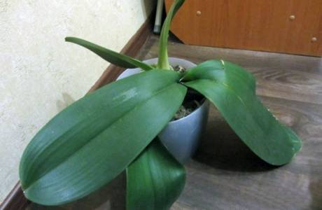 Dlaczego orchidea nie kwitnie w domu
