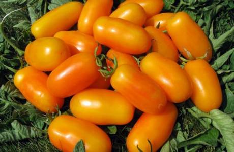 Tomato Banana Legs