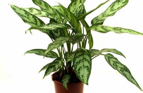 Aglaonema