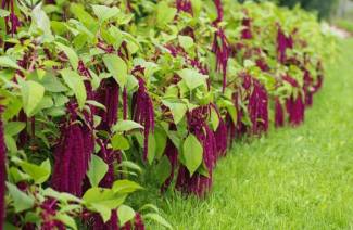 Amaranth nedir