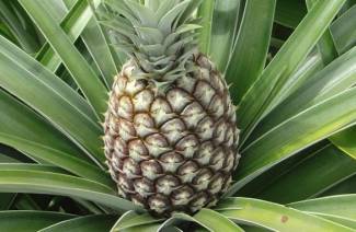 Üstten evde ananas büyümeye nasıl