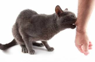 Raiva do gato