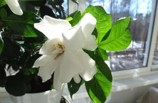 Gardenia - opieka domowa