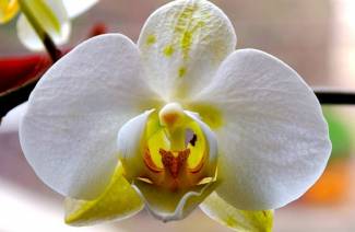 Orchidea Phalaenopsis - opieka domowa