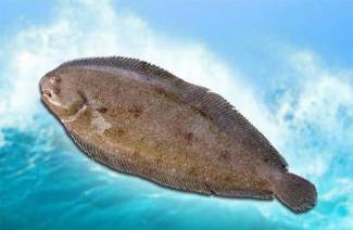 Морски език