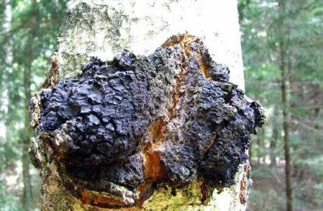 Užitočné vlastnosti a použitie chaga