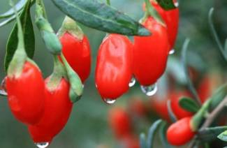 Πώς να ετοιμάσετε τα μούρα goji για την απώλεια βάρους
