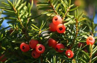 Porsuk berry