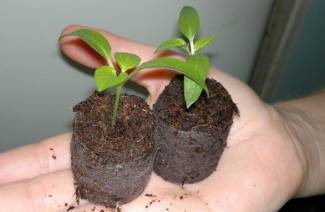 Turba tabletleri