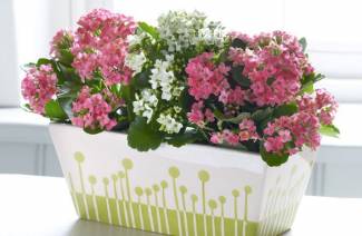 Kalanchoe - opieka domowa