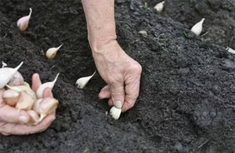 Como plantar alho no inverno