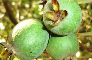 Užitočné vlastnosti feijoa