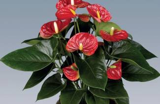 Flower Male Happiness