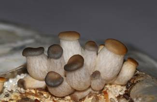Cultivo de cogumelos