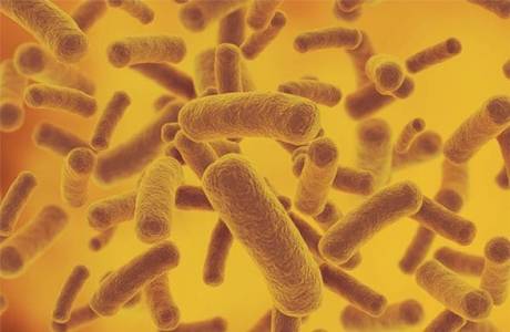 Bacterias en la orina.