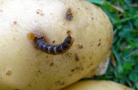Jak pozbyć się wireworm w ziemniakach