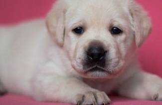 Šteniatka labradora