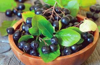Chokeberry de pressão
