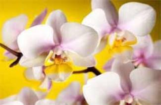 Jak dbać o orchideę w domu