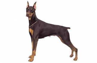 Doberman pinč
