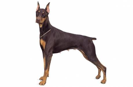 Doberman Pinczer