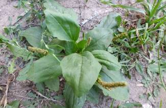 Οι θεραπευτικές ιδιότητες του plantain