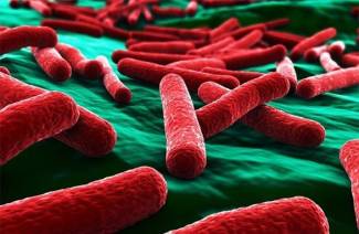 E. coli