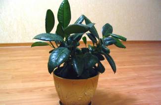 Ficus gumovitý
