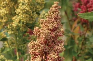 O que é quinoa