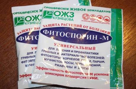 Fitosporyna