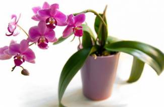 Jak przeszczepić orchideę
