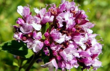 Medicamentos e contra-indicações de orégano