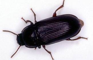 Uzdrowiciel Beetle